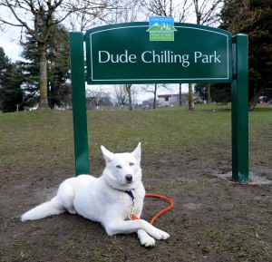 ‘Alka’ chilling out at Dude Chilling Park renamed from Guelph Park on Feb. 27, 2014. (Nick Procaylo/PNG)